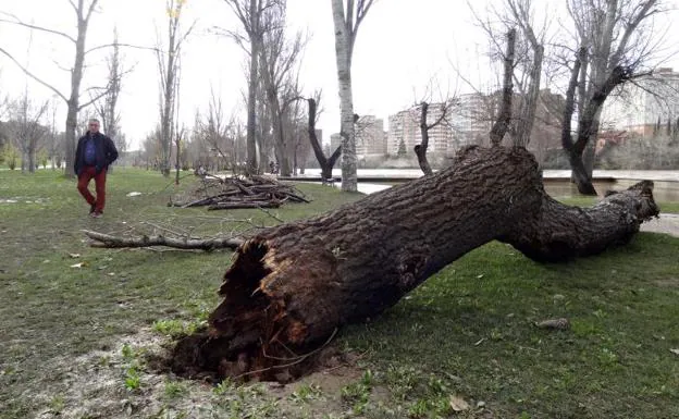 El vendaval derribó 68 árboles y causó más de 100.000 euros en daños en  Valladolid | El Norte de Castilla