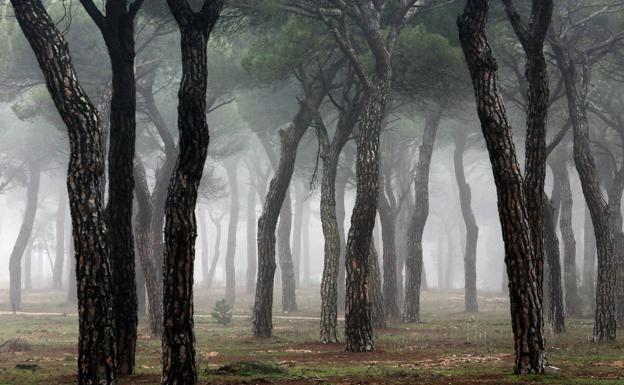 La niebla de todos los días. ¿Por qué se produce?