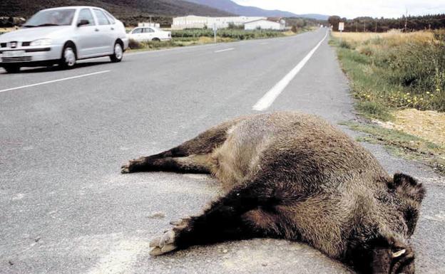 Castilla y León es la tercera comunidad autónoma con más accidentes de tráfico por jabalíes