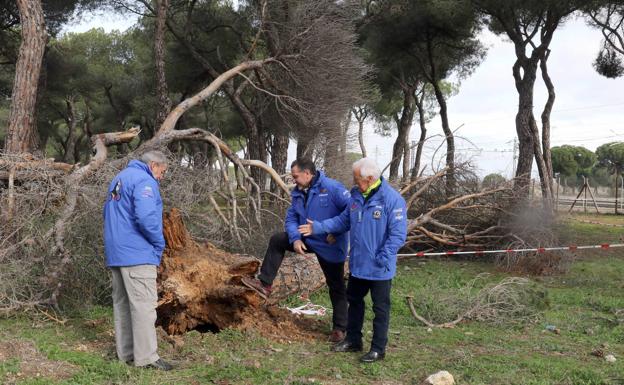 El temporal deja varios árboles caídos en la zona de acampada de Pingüinos