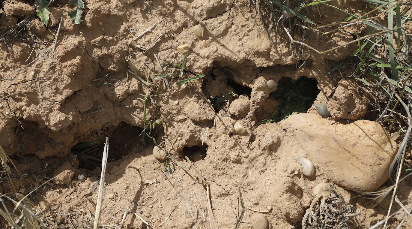 Dos nuevos positivos elevan a 72 los casos de tularemia en Palencia