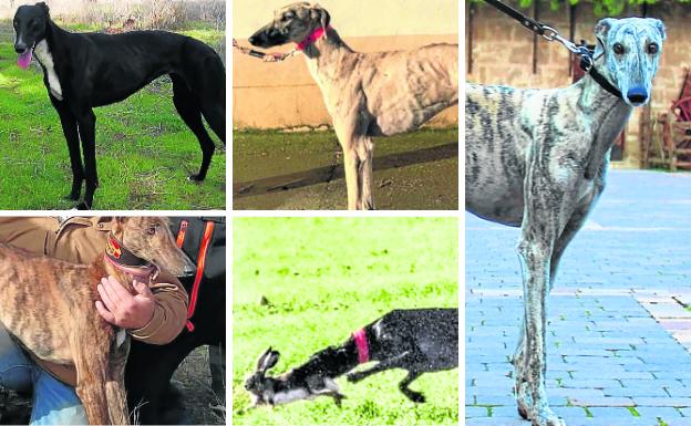 Las cinco magníficas de Castilla y León para el Campeonato Nacional de Galgos