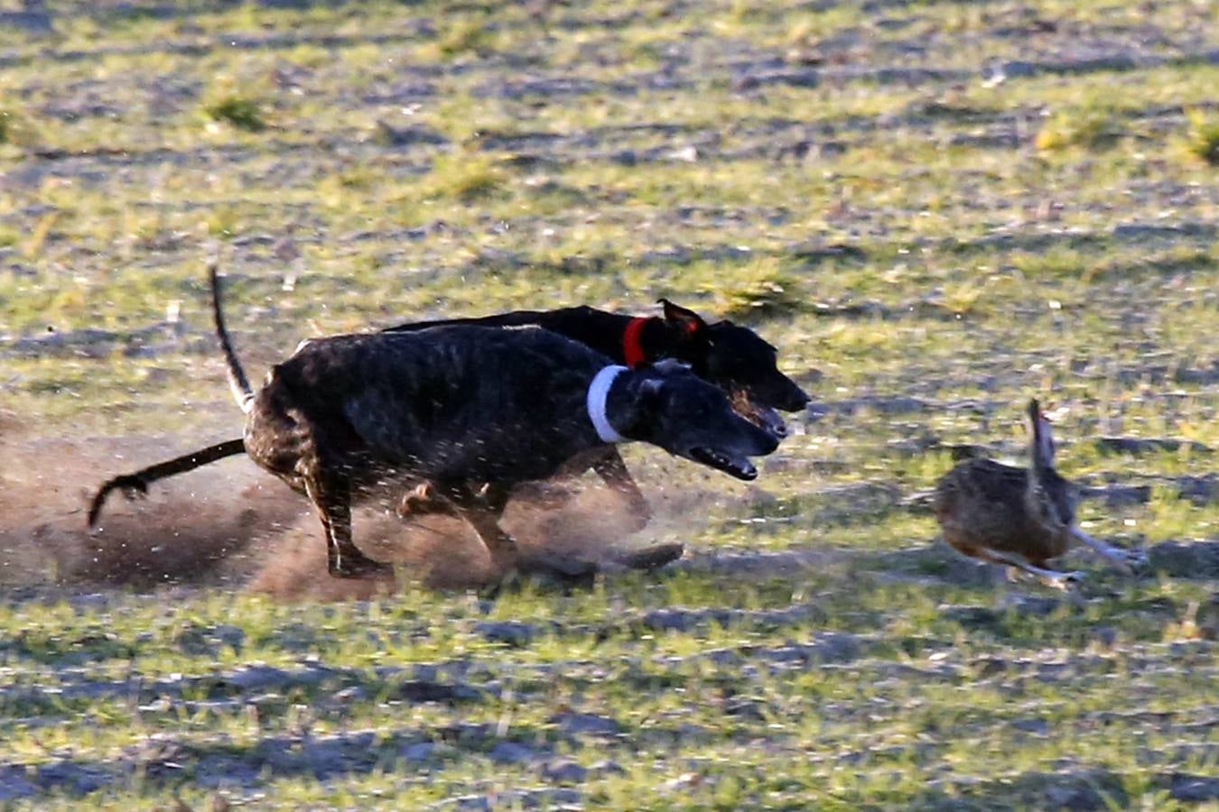 Liosa de Clemente, primera clasificada para cuartos en el Nacional de Galgos