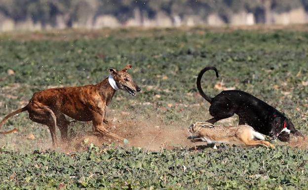 Aplazados los cuartos de final del Nacional de Galgos ante la previsión de lluvia