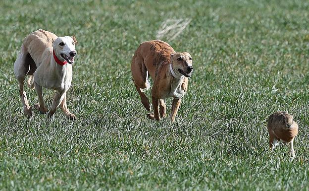 Los hoteles de la comarca de Medina alargan su plena ocupación al aplazarse el Campeonato de Galgos