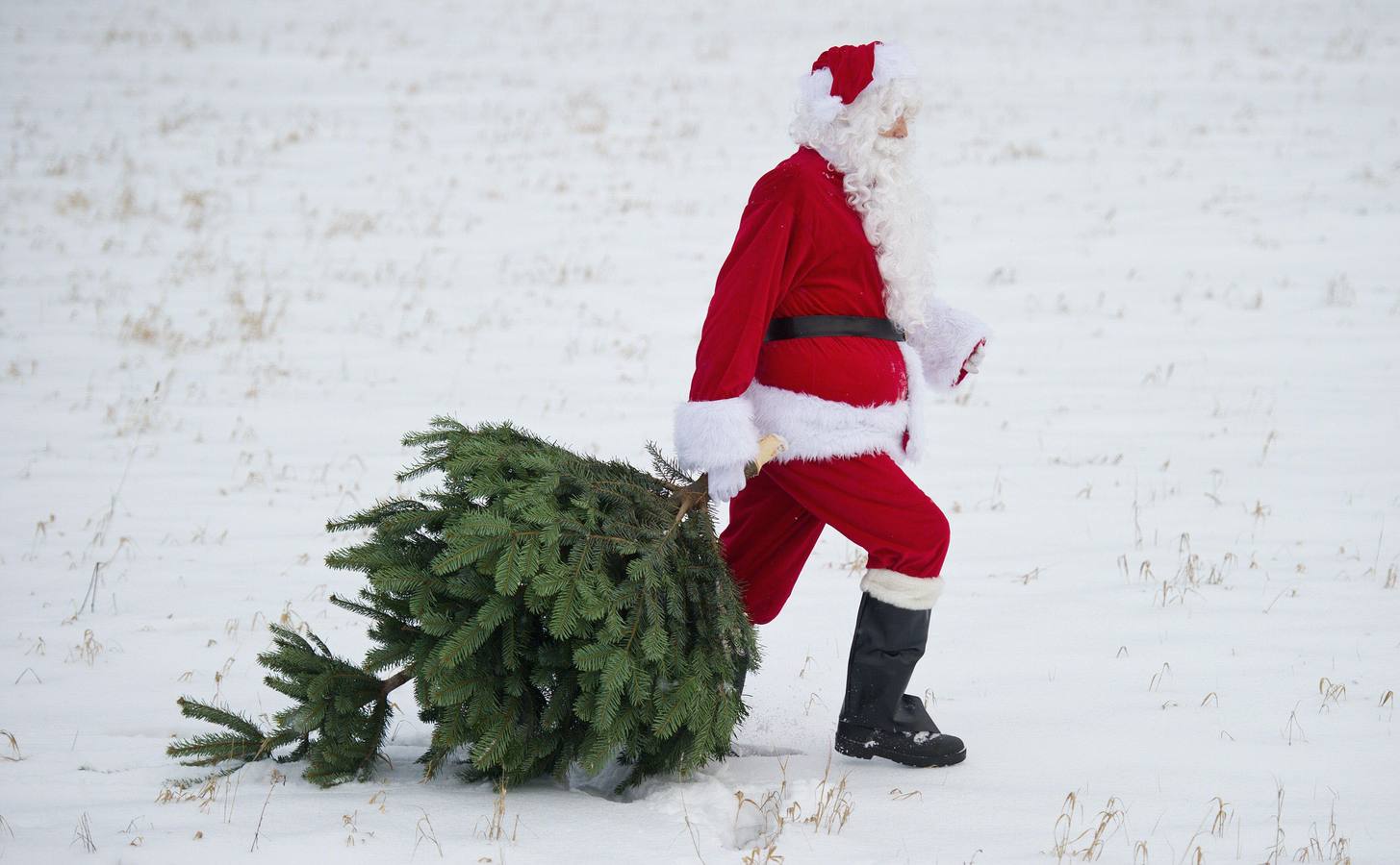 Aun No Has Quitado El Arbol De Navidad Perfecto Todavia No Habia Que Hacerlo El Norte De Castilla