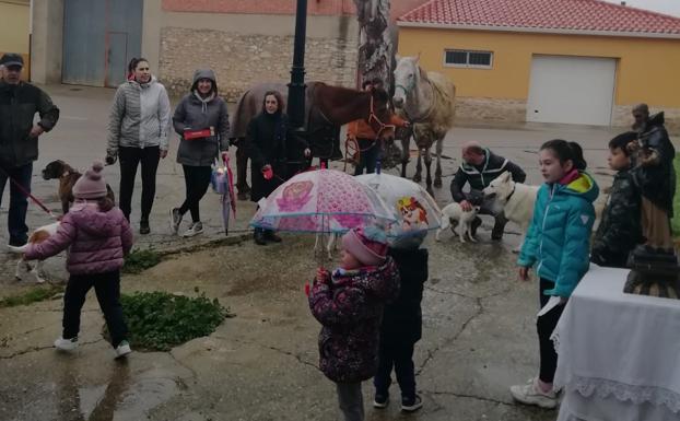 Urones despide sus fiestas y Ciguñuela recupera la bendición de los animales en San Antón