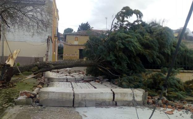 El viento derriba un árbol de grandes dimensiones en el municipio vallisoletano de Palazuelo de Vedija