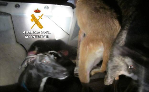 La Guardia Civil intercepta a cinco cazadores furtivos en la comarca de Peñafiel