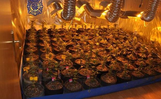 Desmantelado un cultivo de 90 plantas de marihuana en un piso de Ávila
