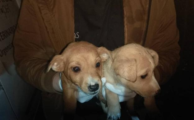Abandonan dos cachorros de perro en el Campo Grande de Valladolid