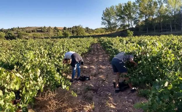 Más de la mitad de viñedos en el mundo están amenazados por el calentamiento