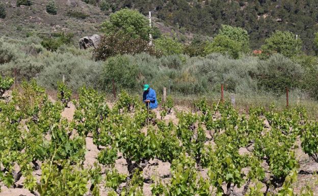 La DOP Cebreros lleva hoy sus vinos de montaña a Barcelona