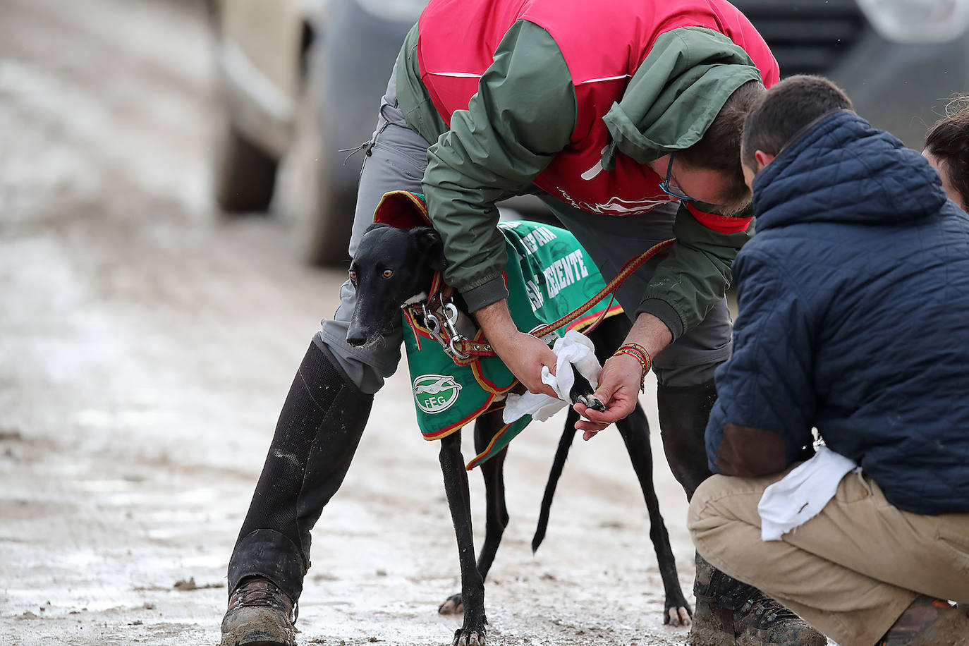 Semifinal del Campeonato Nacional de Galgos