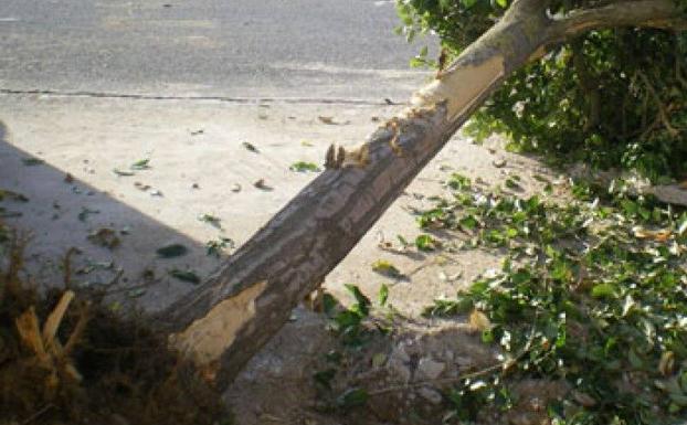 Muere un trabajador en Solana de Ávila al caerle encima un árbol mientras talaba