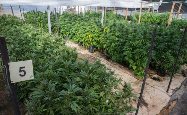 La Guardia Civil desmanteló dos invernaderos de marihuana en Pajarillos y Puente Duero