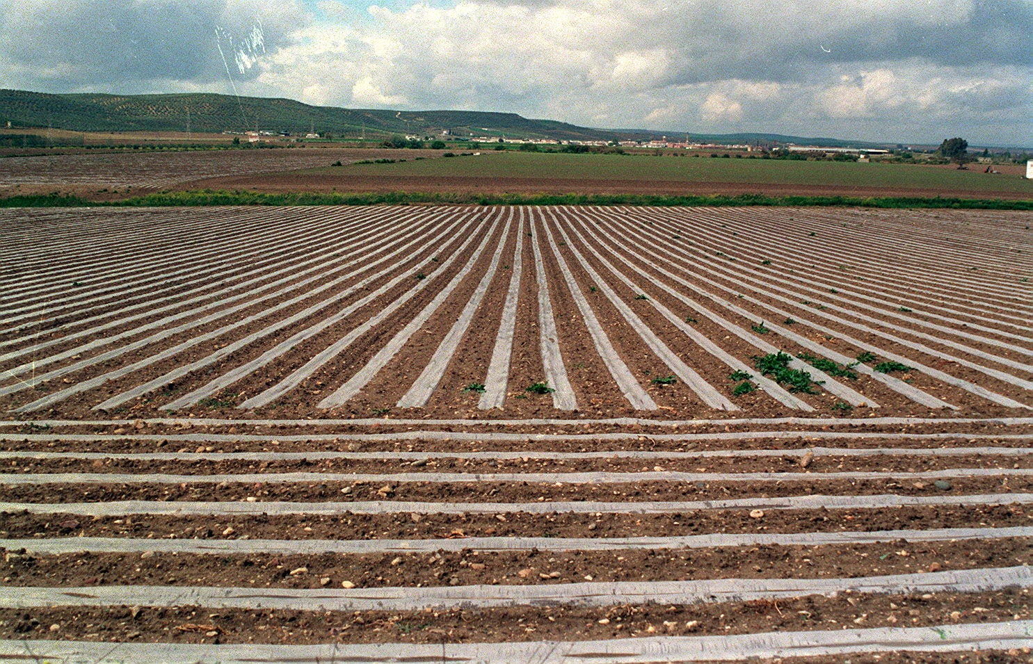 La masa madre