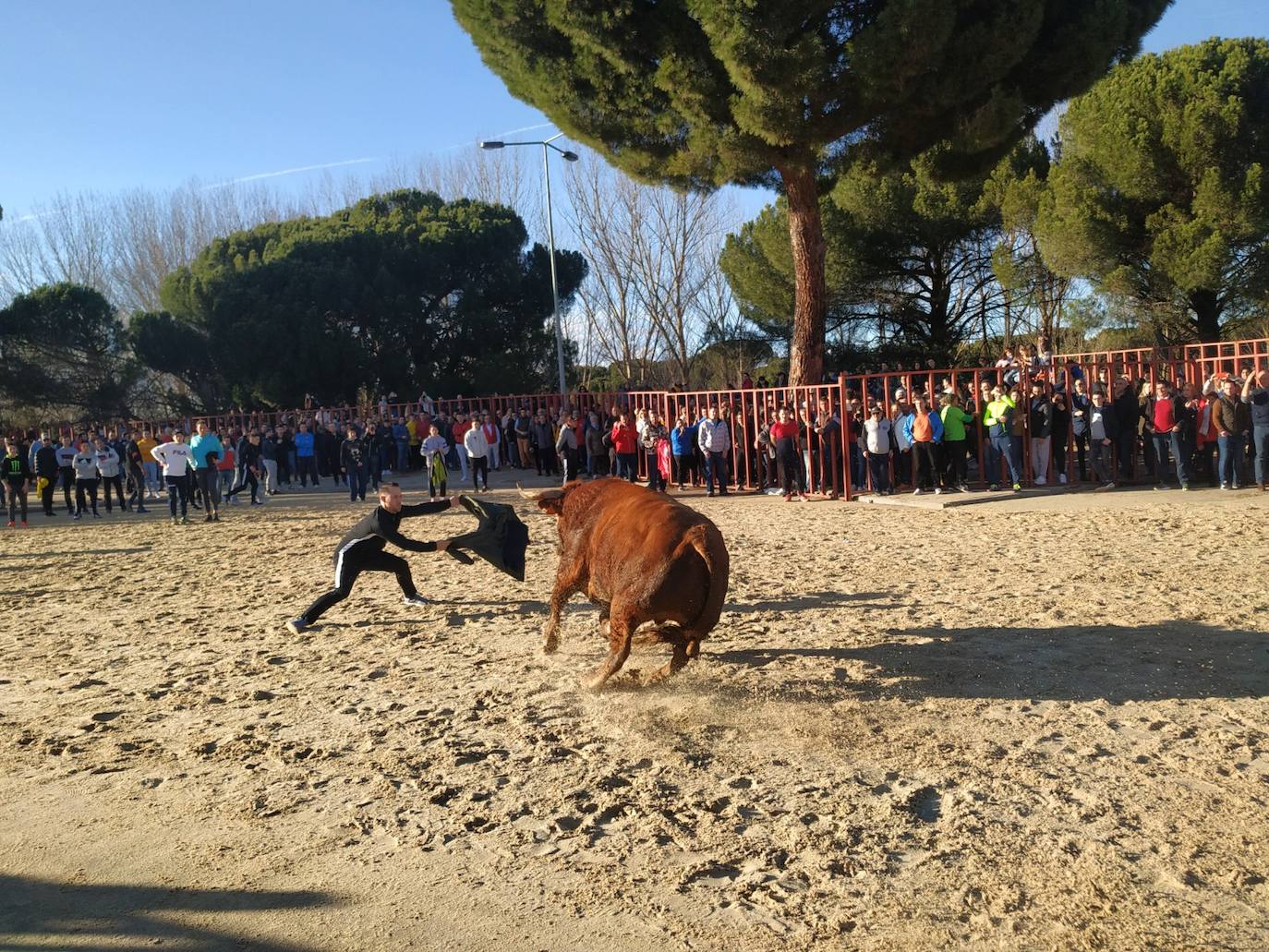 El toro de San Blas se consolida en las fiestas de Viana de Cega