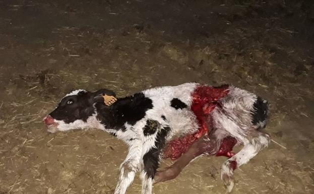Bolaños cierra una semana trágica con tres ataques de lobos en siete noches