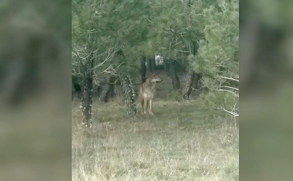 Un lobo acecha la localidad leonesa de Banuncias