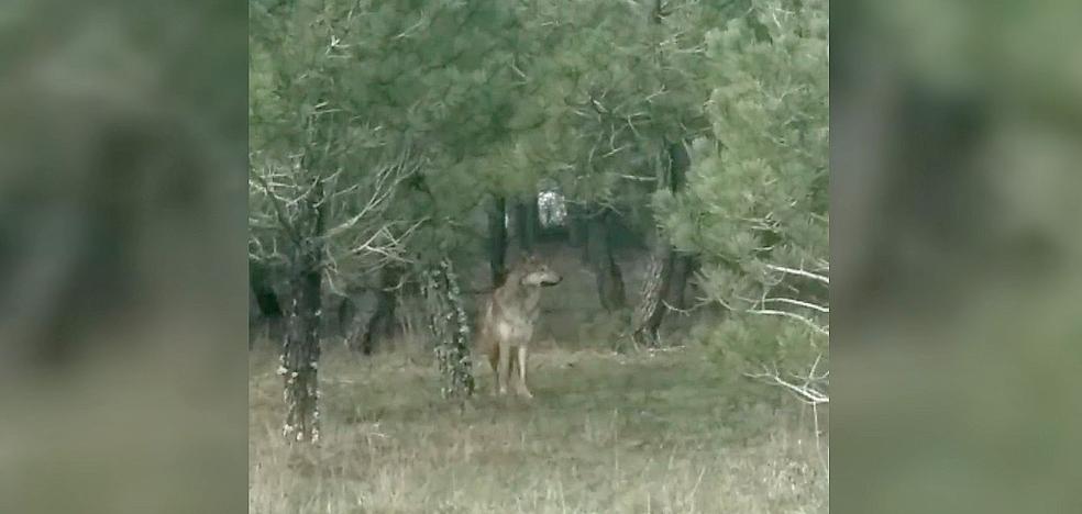 Un lobo acecha Banuncias