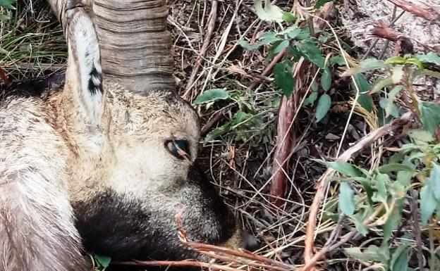 Dos detenidos por cazar un macho montés en la Sierra de Gredos