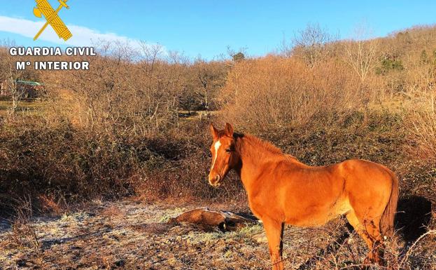 Detenido en Candeleda el dueño de un caballo que fue hallado tras 25 días muerto