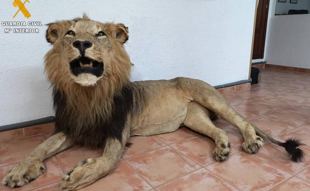 La Guardia Civil de Segovia interviene un león africano disecado cuando lo trasladaban en una furgoneta