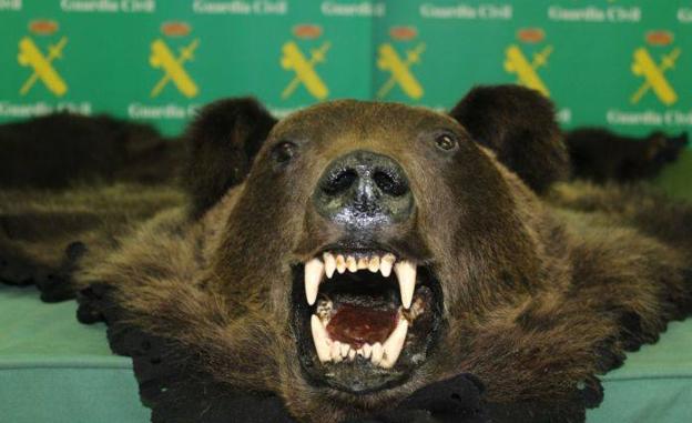 Intervienen a un vecino de Rioseco una piel de oso con cabeza que vendía por Internet