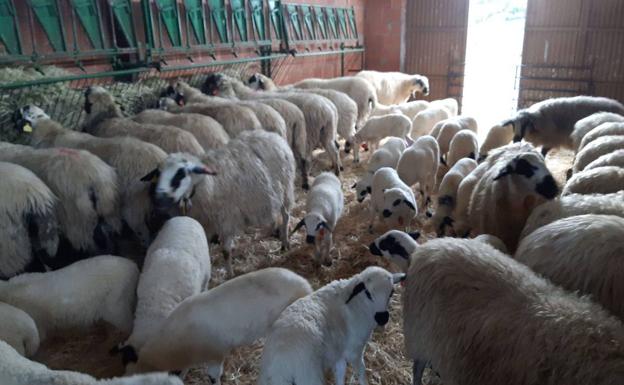 El ovino de leche pierde una media de 160 explotaciones al año