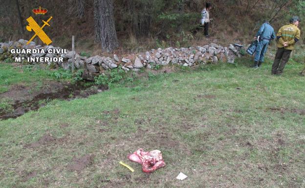 Detenido por colocar cebos envenenados para matar lobos en la Sierra de Gredos