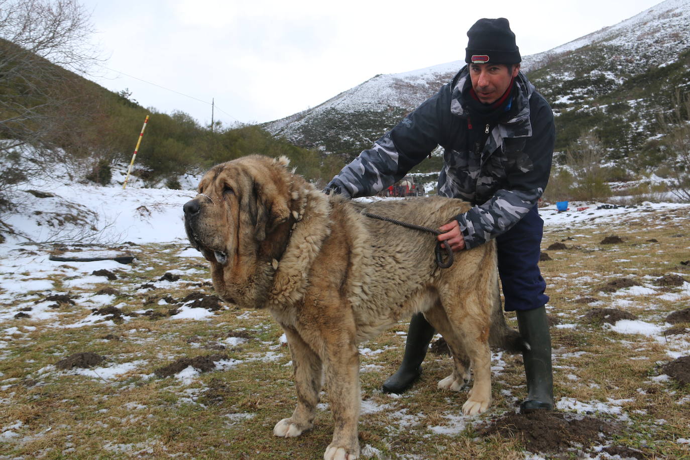 El mastín leonés, el guardián de las zonas rurales