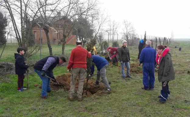 Villacid y Cuenca de Campos reforestan su entorno