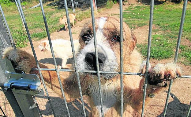 Animalejos lanza un SOS porque su reserva de pienso para perros está «bajo mínimos»