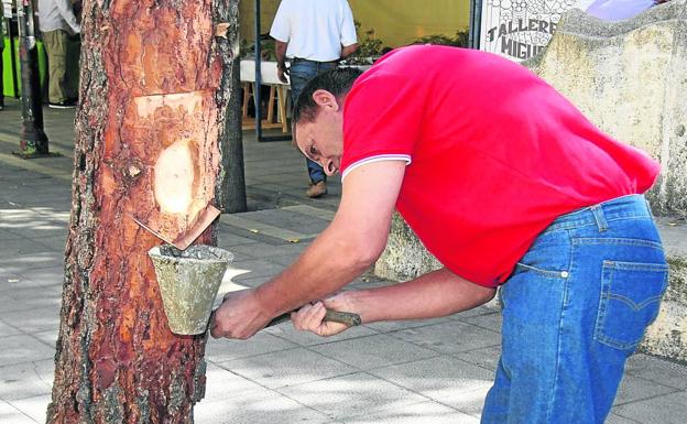 Junta y municipios resineros buscan paliar los efectos de la caída de precios