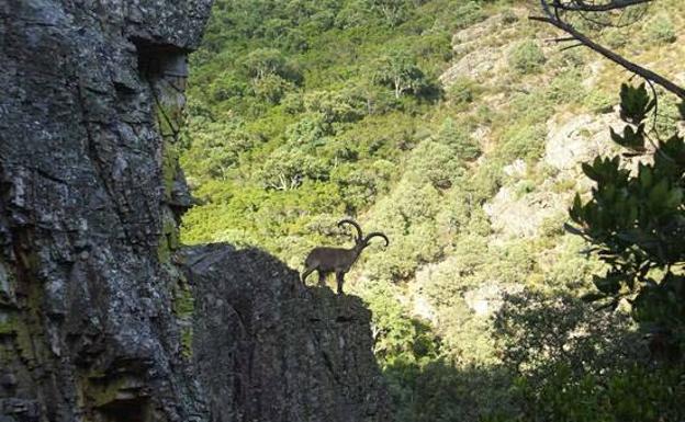 La Reserva de Caza de Las Batuecas celebra el día 29 su subasta anual de ejemplares