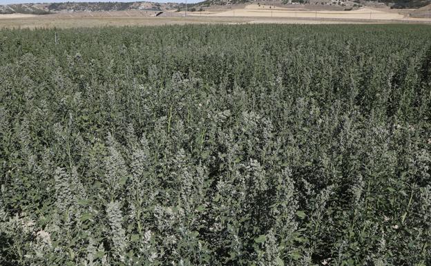 El cultivo de quinoa desaparece en un año en la provincia de Burgos