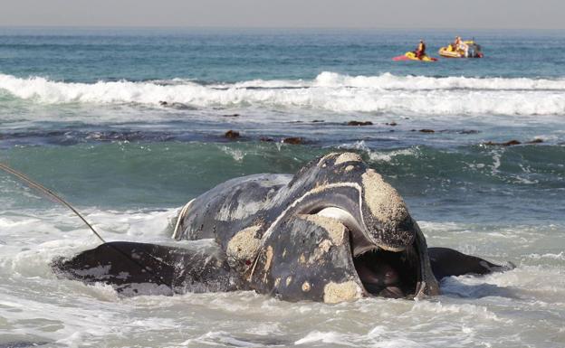 Una ballena aparece varada en la costa de Fuerteventura