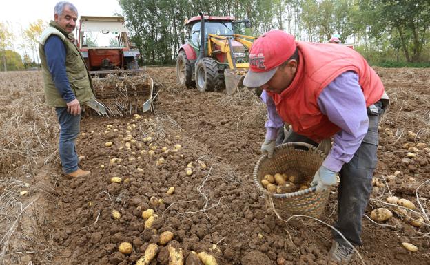 Las patatas hacen huelga