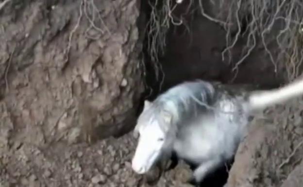 Rescate agónico de un poni que había quedado atrapado en un pozo