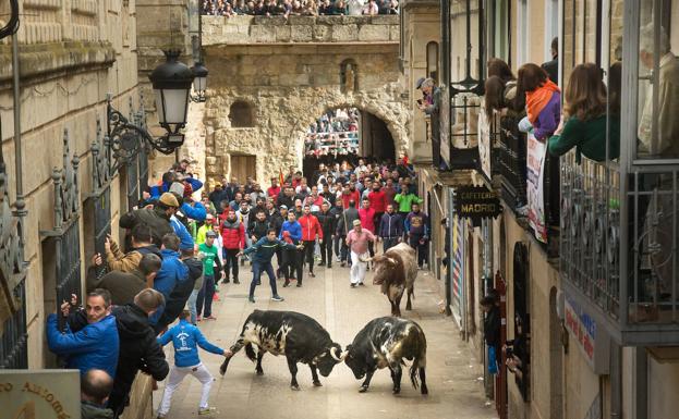 Los burracos de Los Bayones llevan gran emoción a las calles en el útimo encierro de Ciudad Rodrigo