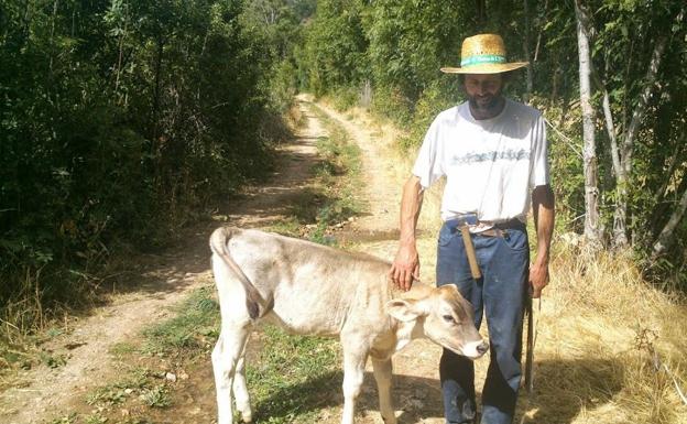 Retiran la multa de 38.000 euros al ganadero leonés cuya vaca fue arrollada por un tren: «Es una alegría inmensa»