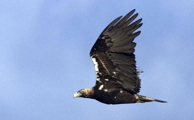 El águila imperial supera el centenar de parejas en Castilla y León