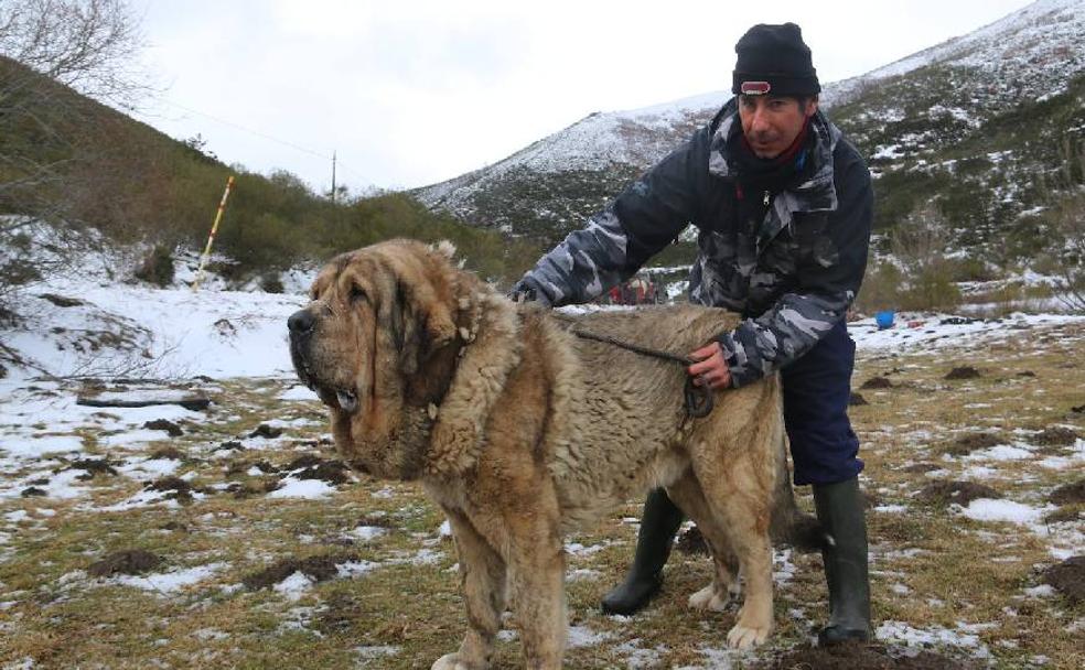 El mastín leonés, el guardián de las zonas rurales