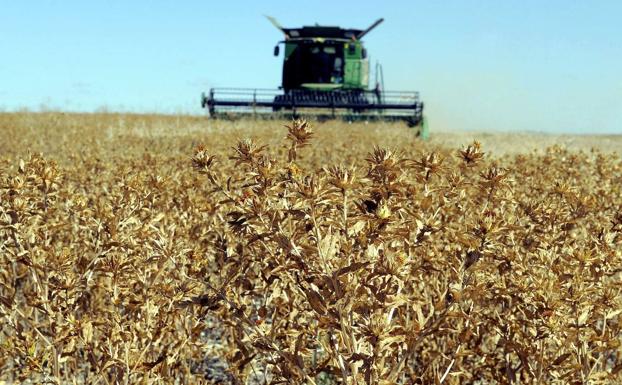 Mucientes sembrará el domingo 2.000 bellotas