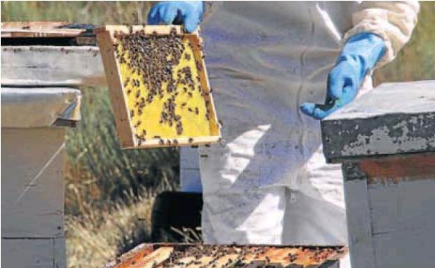 La pérdida de profesionales y los bajos precios llevan al sector apícola a la calle