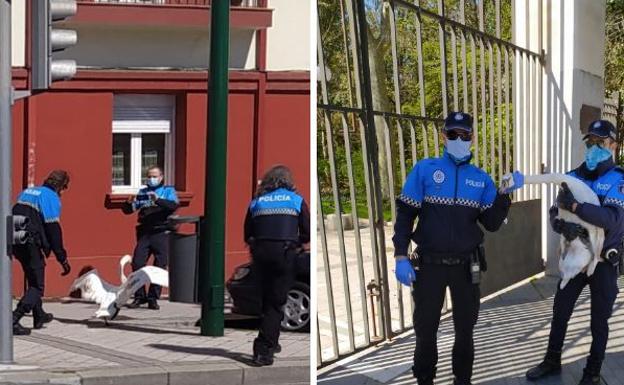 Los díscolos cisnes del Campo Grande de Valladolid se saltan el confinamiento