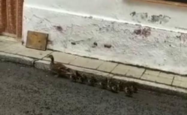 Una pata se pasea seguida de sus 17 patitos por el centro de Laguna de Duero