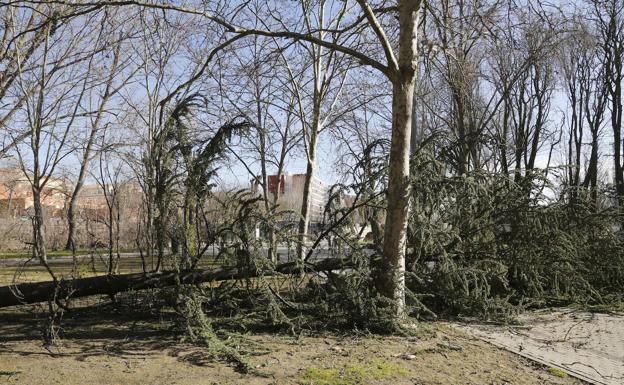 Palencia, Ávila y León, en riesgo por viento fuerte, que podrá soplar con rachas de hasta 80 kilómetros por hora