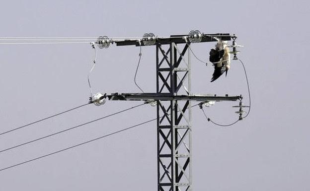 Casi 300 aves de 30 especies murieron electrocutadas en Castilla y León entre 2012 y 2016